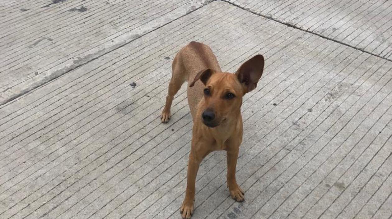 Mascotas extraviada.