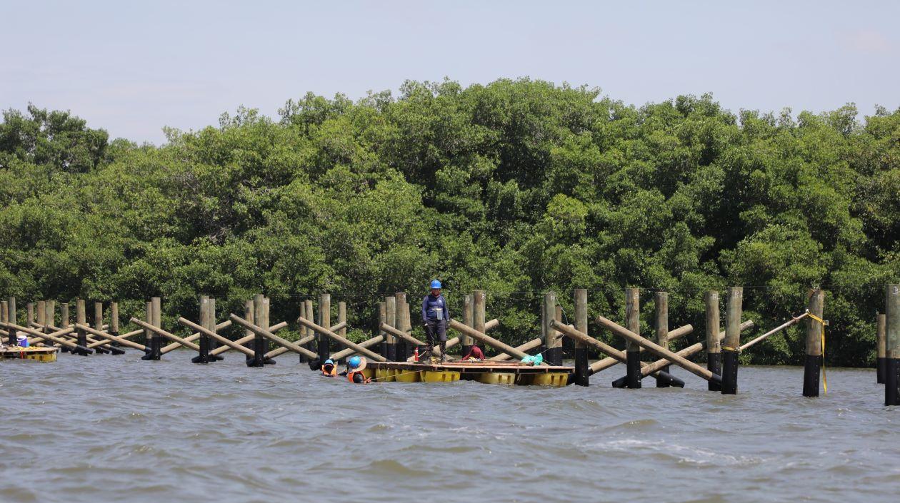 Trabajos en la Ciénaga de Mallorquín.
