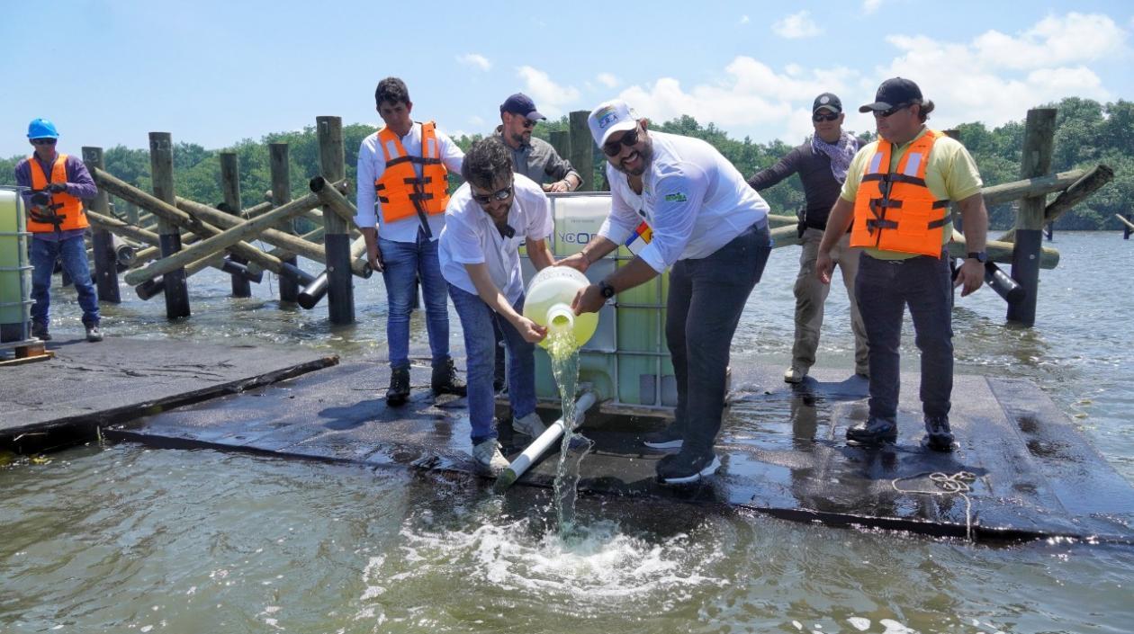 El alcalde Jaime Pumarejo y el director de la CRA, Jesús León, vierten microalgas a la ciénaga de Mallorquín.