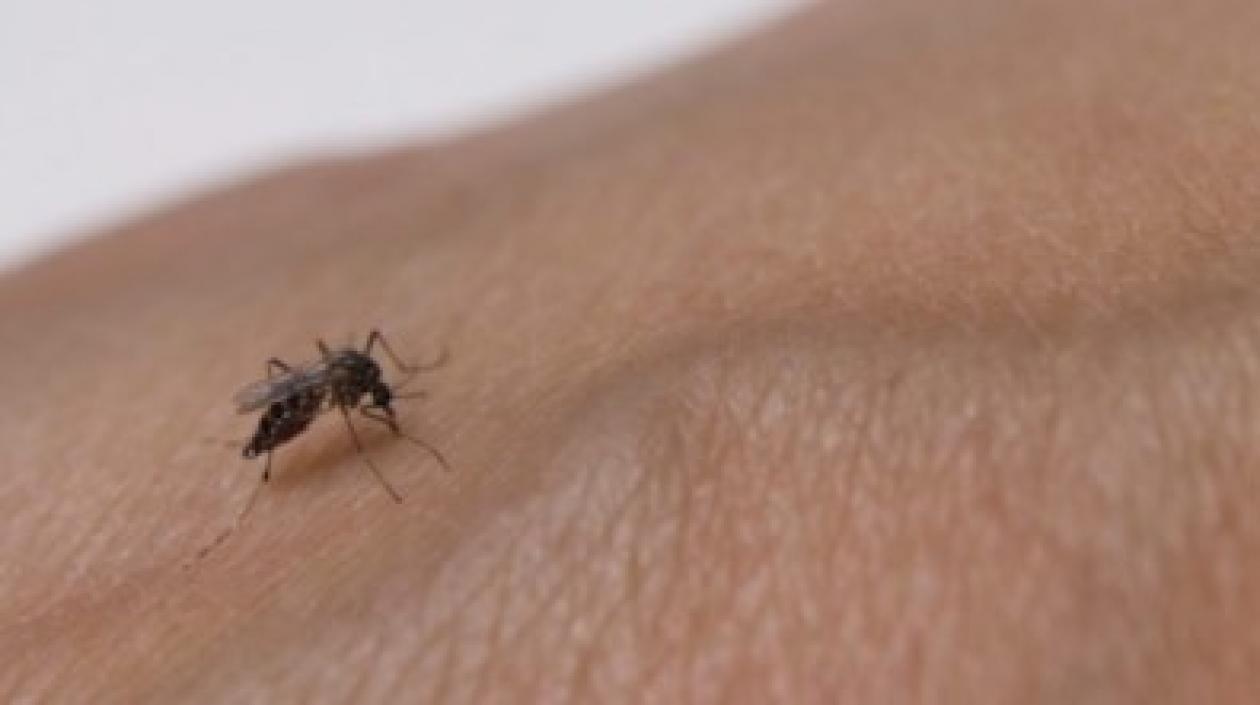 El mosquito Aedes aegypti, transmisor del dengue.