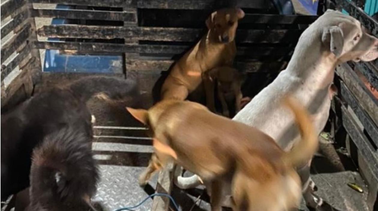 Los dos judicializados habrían contratado una camioneta para recoger a los perros en la vía pública