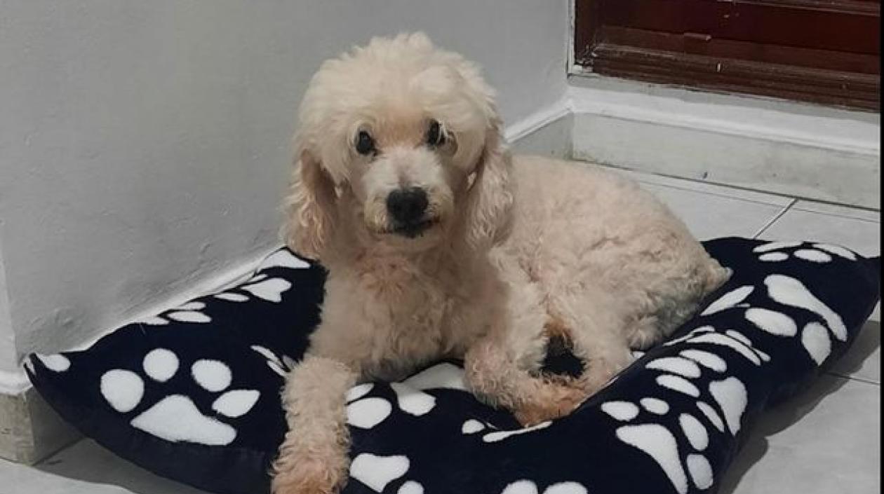 Mascotas extraviada.