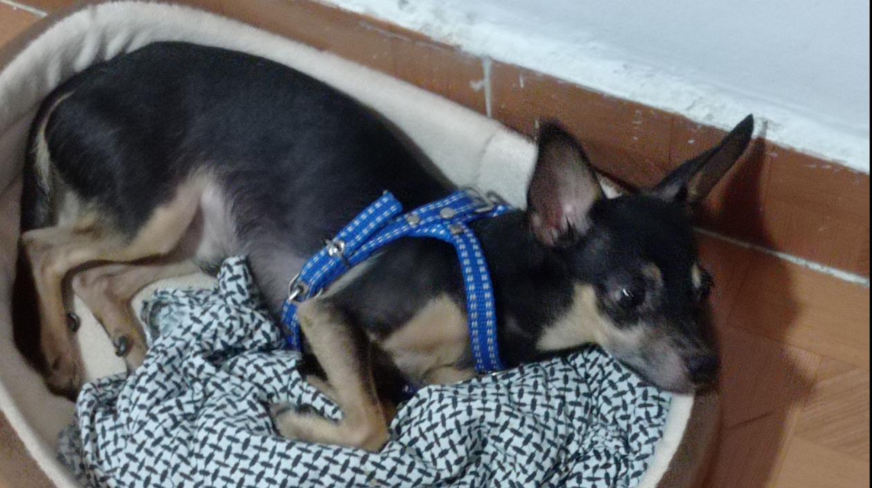 Mascotas extraviada.