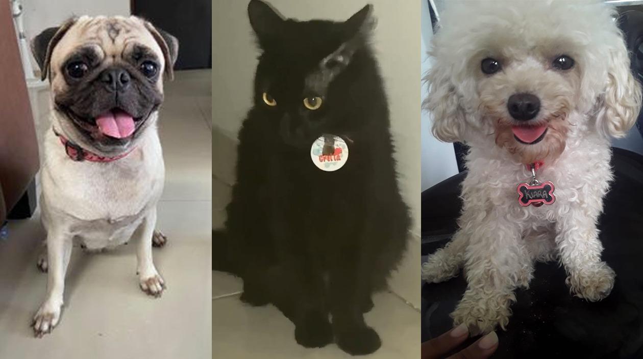 Mascotas extraviadas.