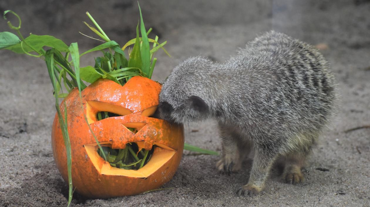 Imagen de referencia.