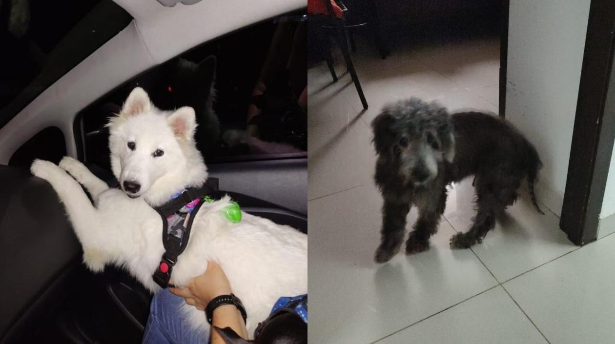 Mascotas extraviadas.