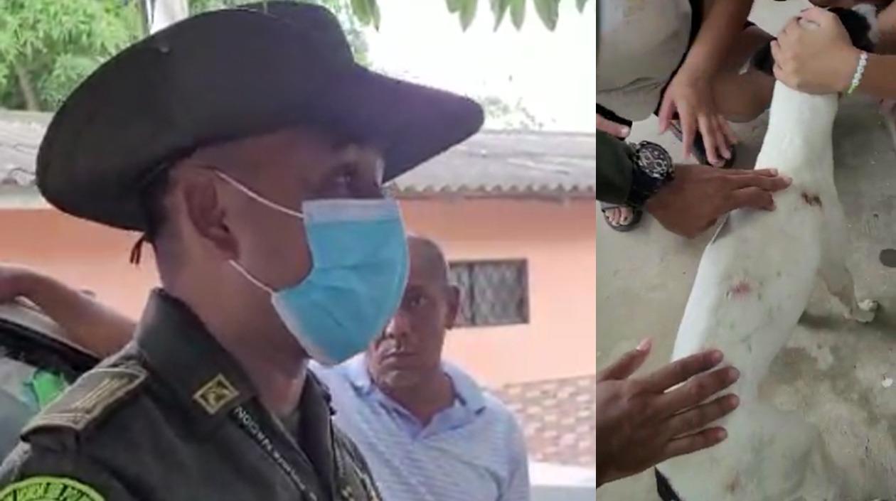 El intendente Omar Martínez, de la Policía Ambiental, En la siguiente foto, el perro maltratado.