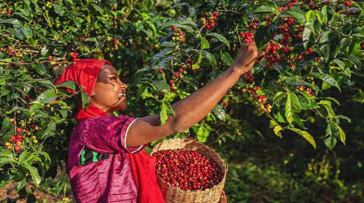 El invierno también causa estragos en los cafetales colombianos.