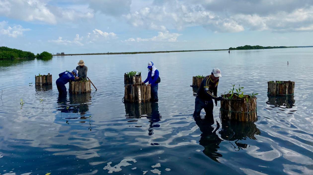 Esta nueva técnica será una especie de segunda barrera de protección para Mallorquín.