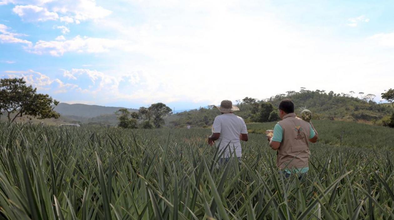 Imagen de referencia.