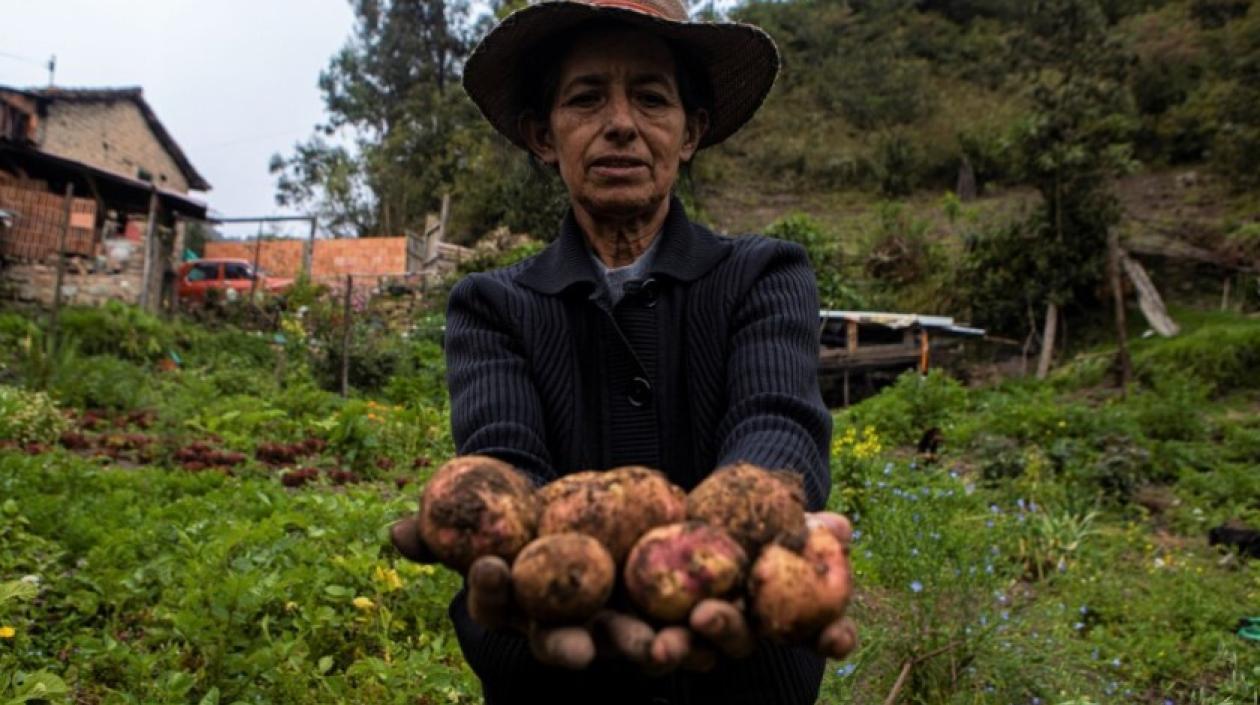 La papa es uno de los alimentos más golpeados por lluvias intensas.