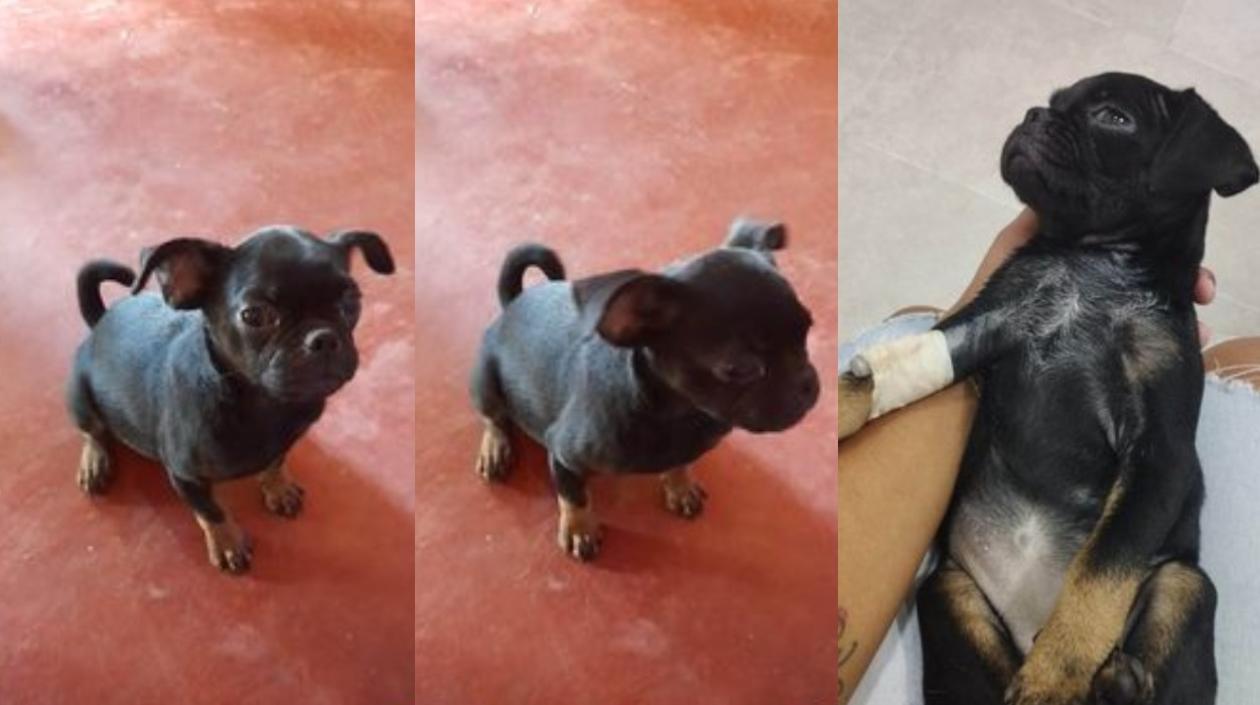 'Antonela', una pug de 5 meses que está extraviada.