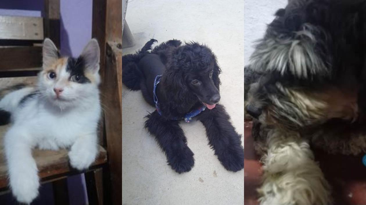 Mascotas extraviadas.