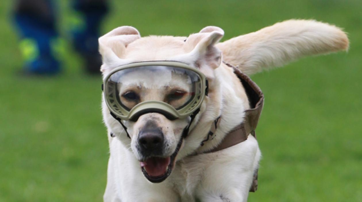 La perra rescatista 'Frida'.