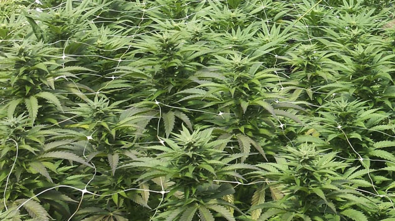 Imagen de referencia.