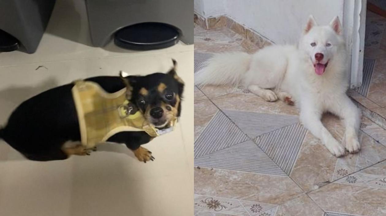 Mascotas extraviadas.