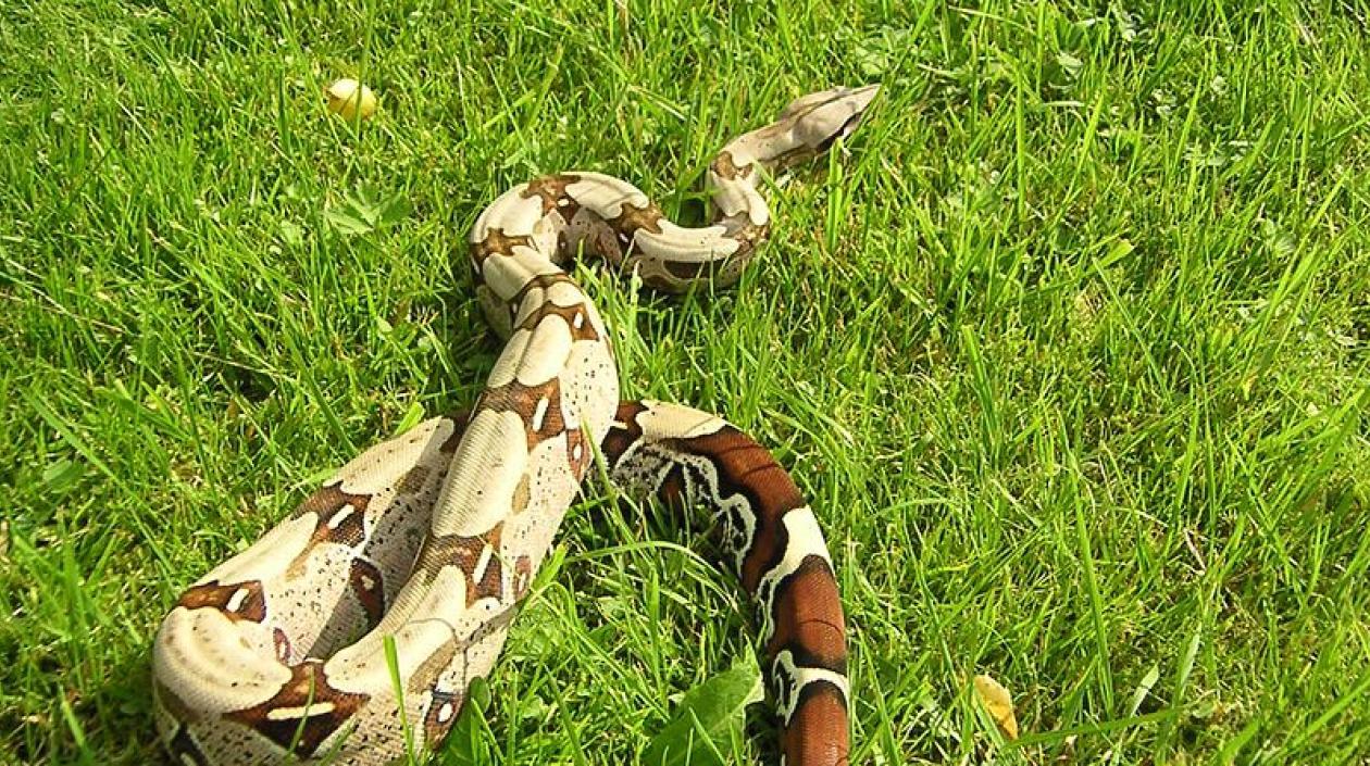 Boa constrictor constrictor.