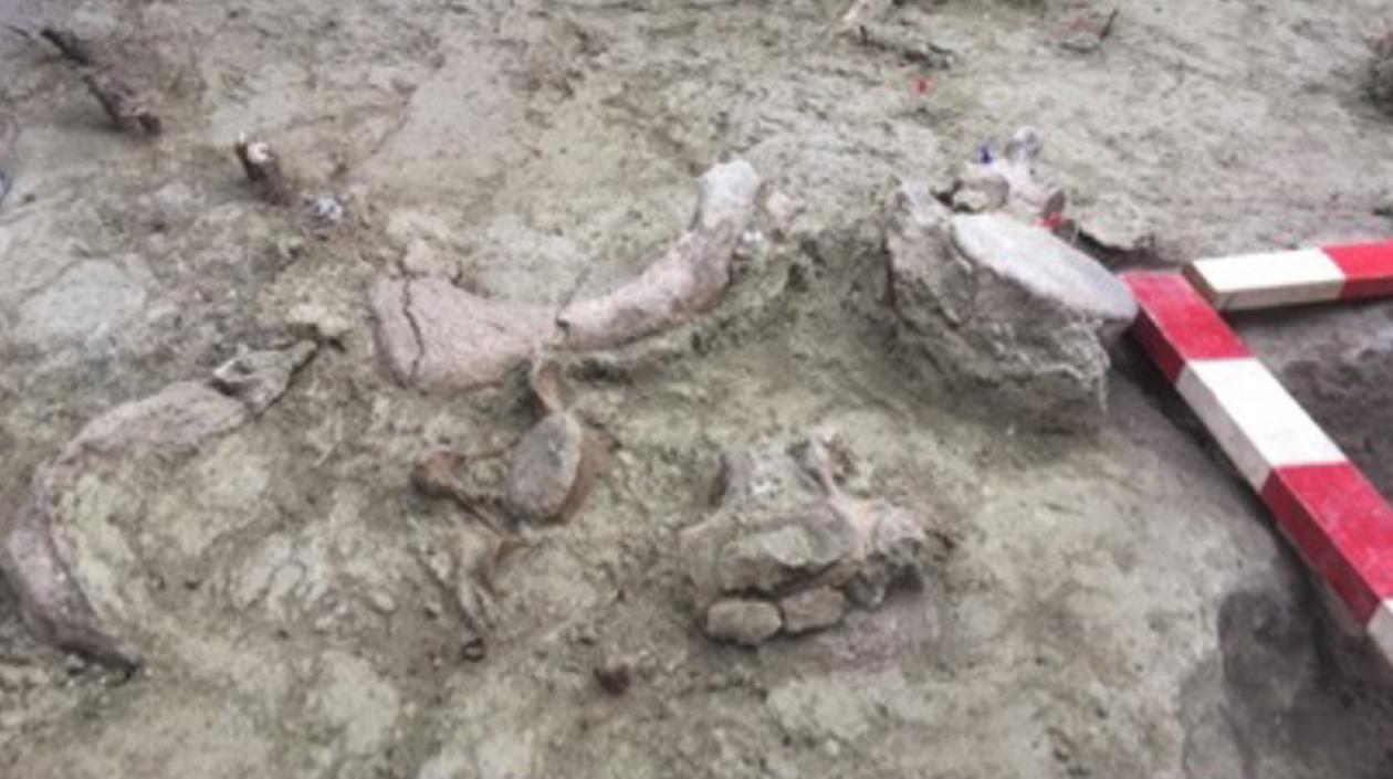 Restos fósiles de gonfoterios.