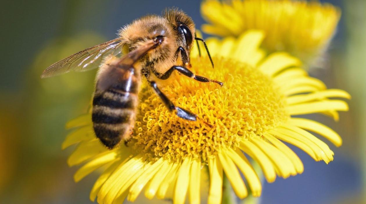 Imagen de referencia.