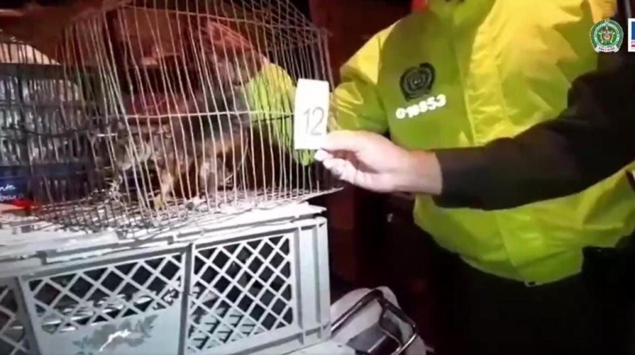 Animales incautados. 