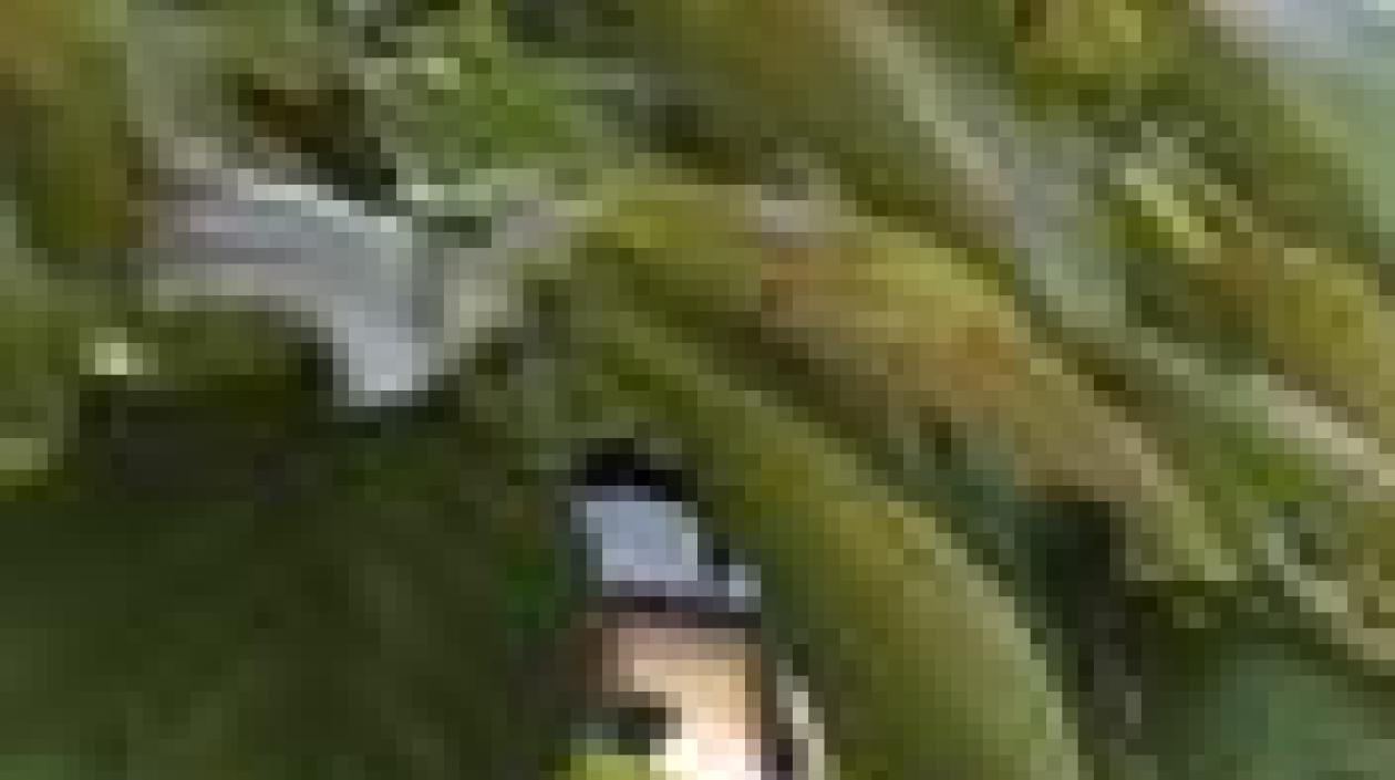 Imagen de referencia.