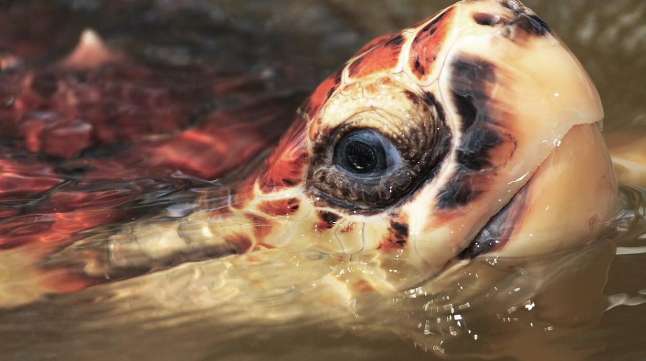 Imagen de referencia.