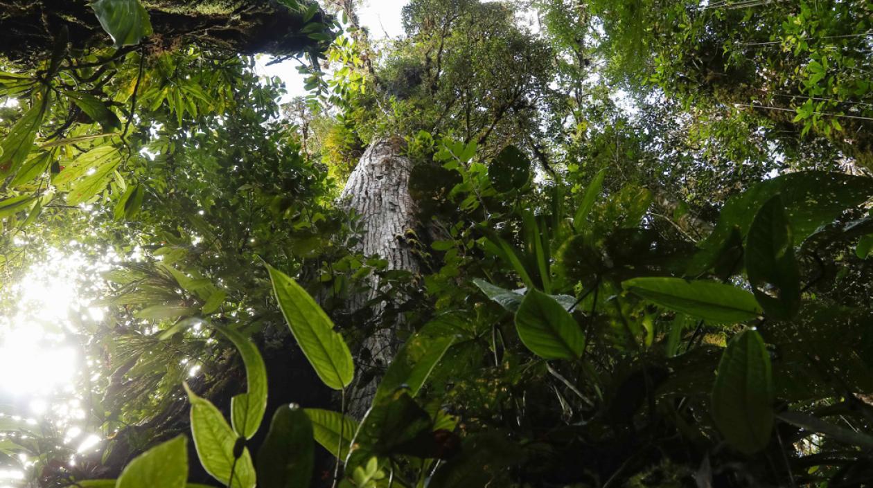 Imagen de referencia.