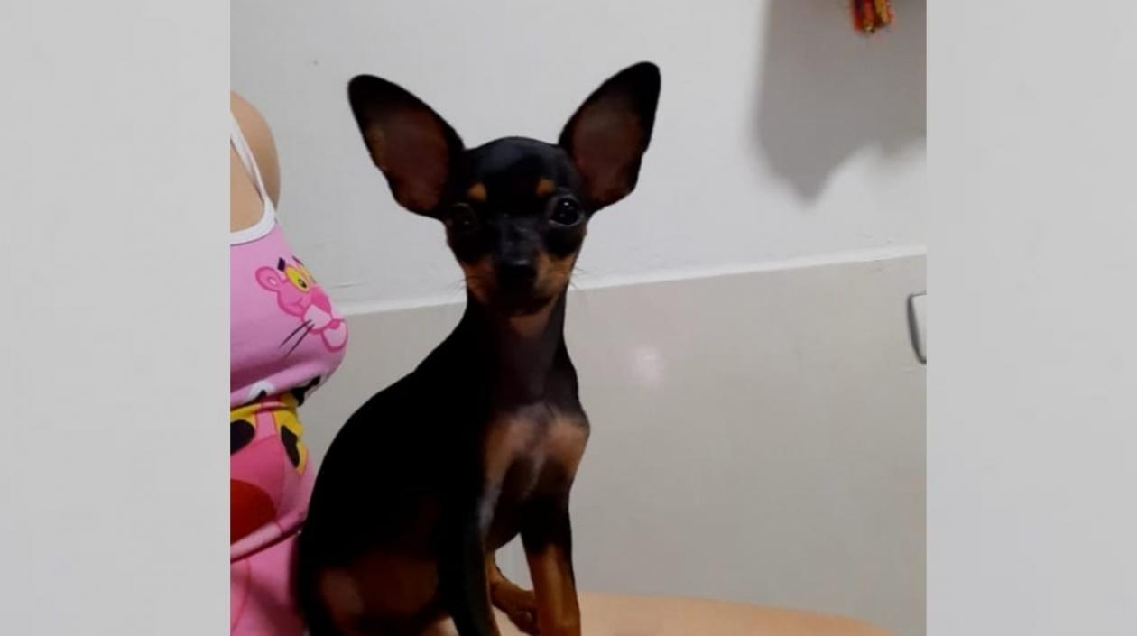 'Katie Princesa', mascota extraviada en el barrio Las Gaviotas.