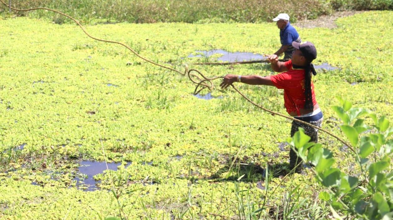 Los campesinos en plena labor de limpieza.