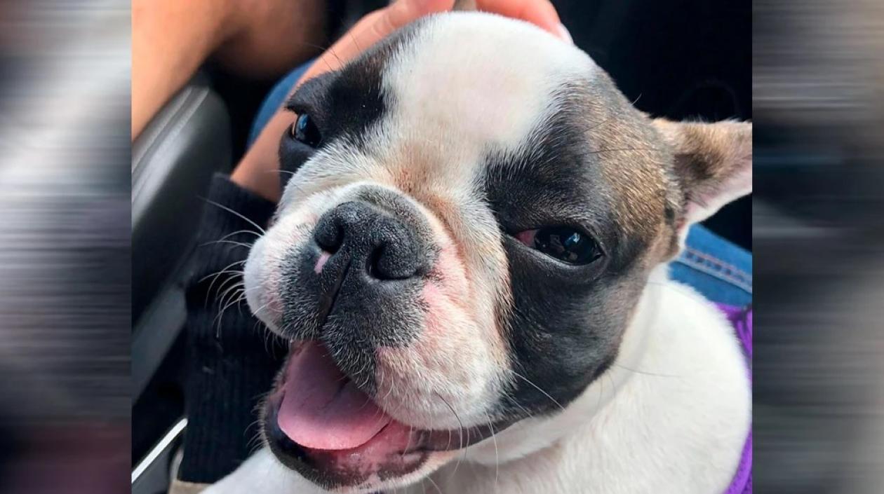 Exigían 2 millones de pesos por devolverla.