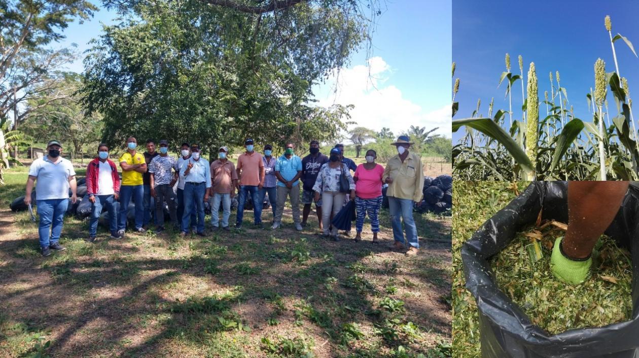 Productores de Campo de la Cruz recibieron 24 toneladas de silo de sorgo y maíz.