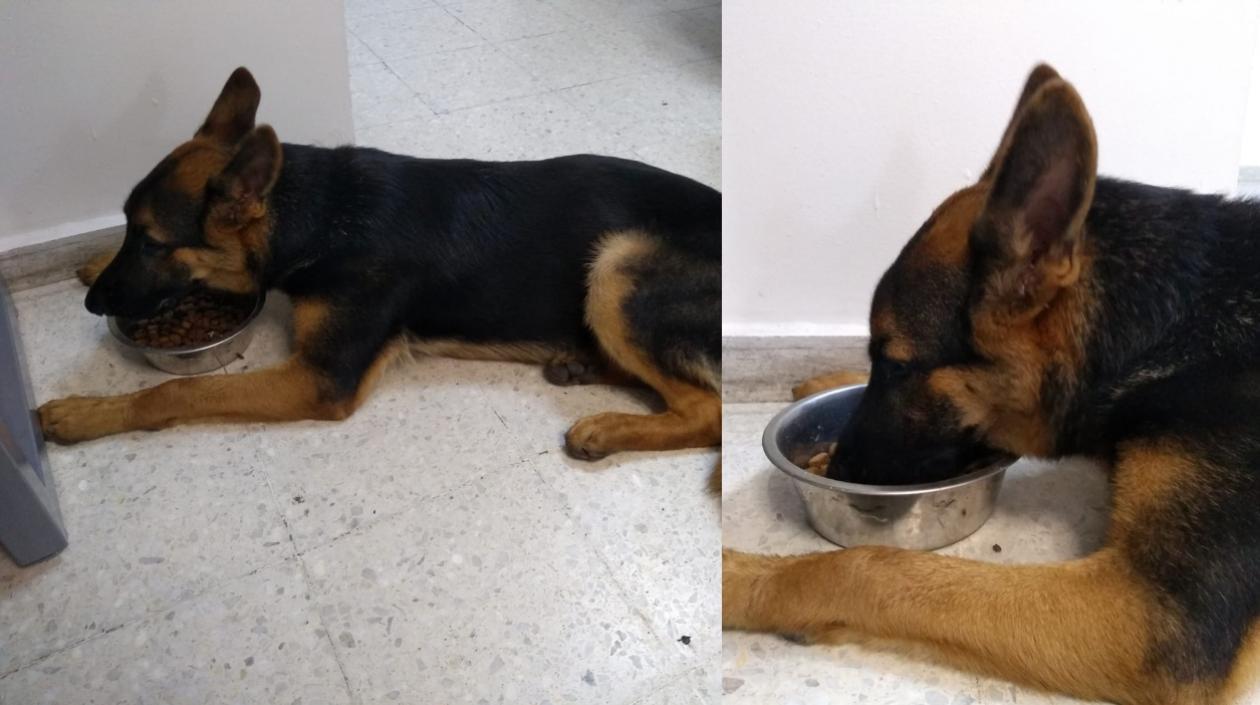 El perrito se encuentra en el Comando de la Regional número 8. 