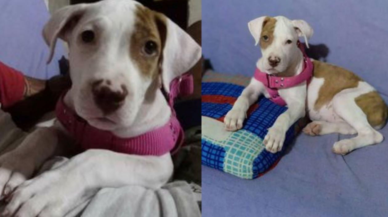 Mascota ‘Kiara’.