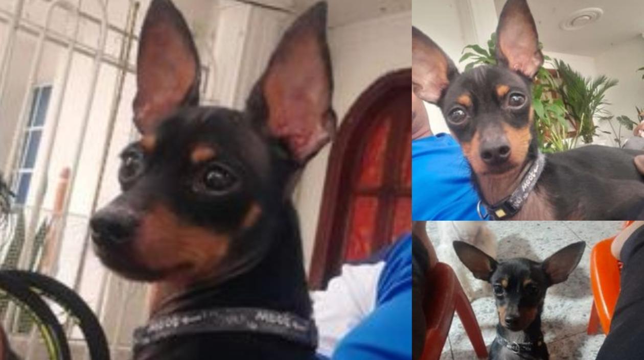 Mascota extraviada 'Teo'.