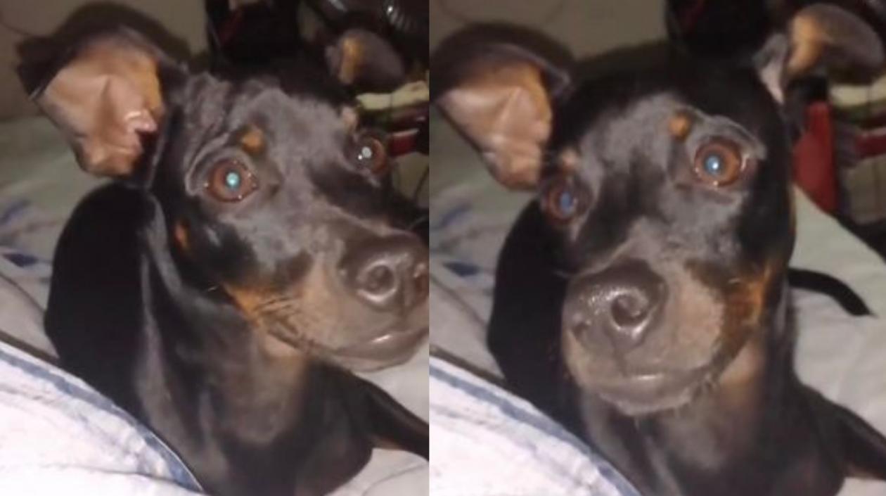 'Toby, mascota extraviada.