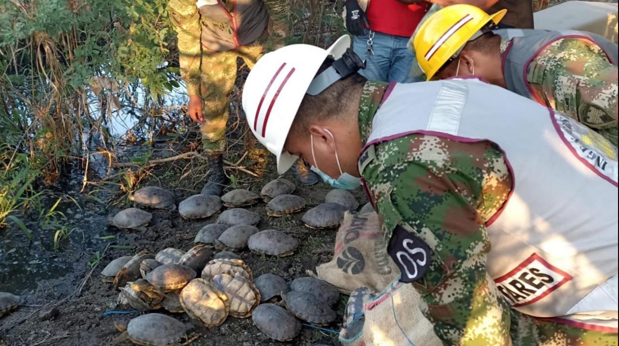 Hicoteas liberadas por el ejercito. 
