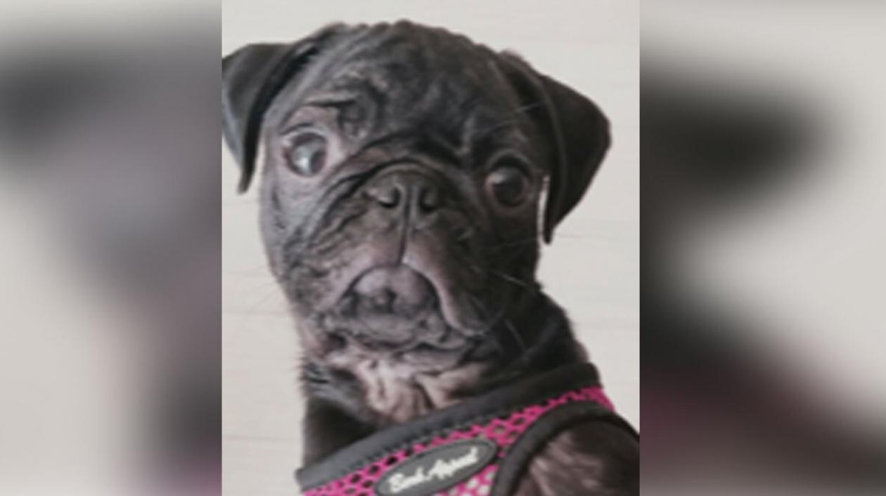 Un perro de la raza pug de 3 años murió al ser lanzado de un séptimo piso.