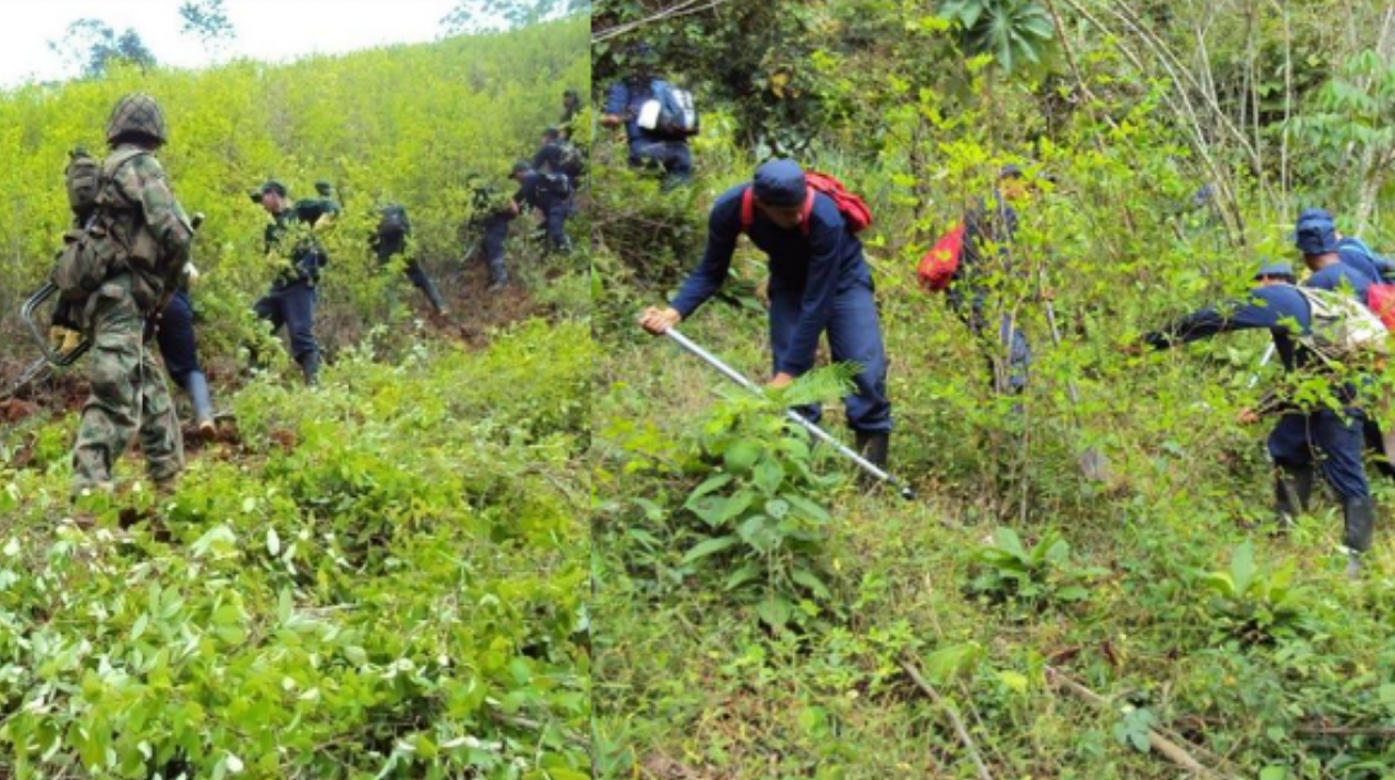 El cultivo de coca en Colombia aumentó a 245.000 hectáreas en 2020.