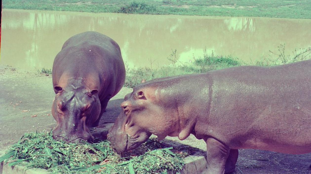 Dos hipopótamos se pasean por Puerto Triunfo.