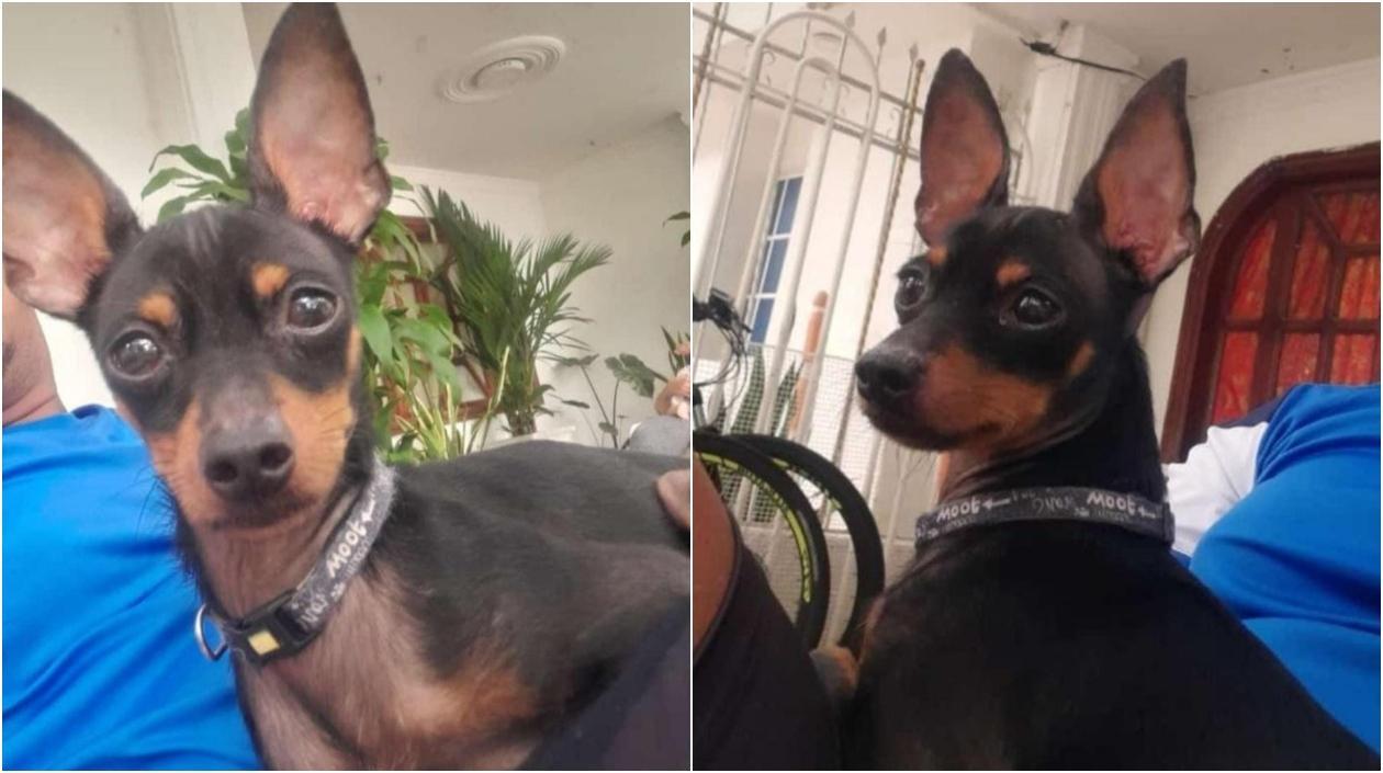 'Teo', mascota perdida.  