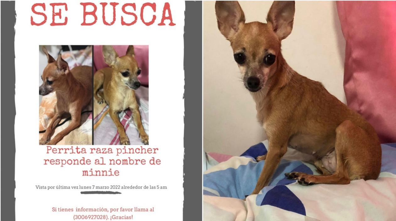 'Minnie' se perdió en La Magdalena.