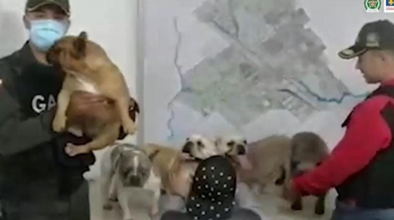 Los perros rescatados por el Gaula de la Policía. 