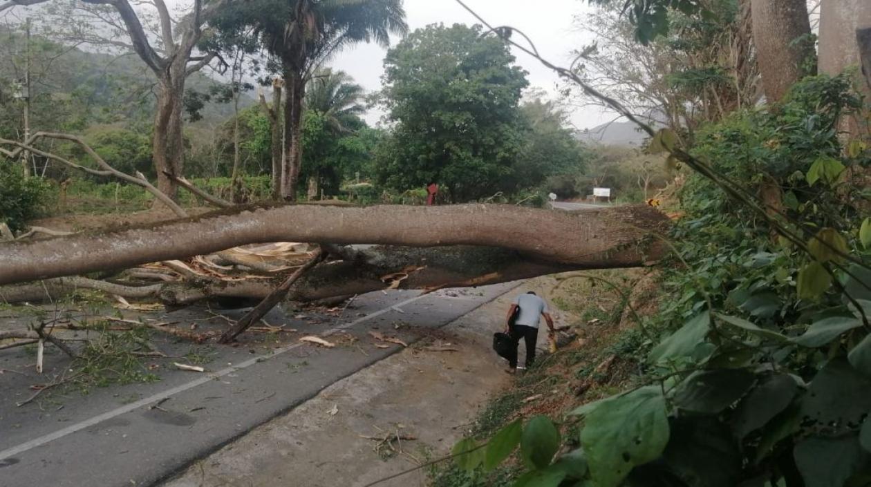 Árbol atravesado en la vía. 