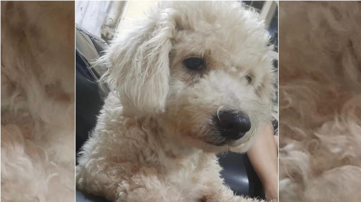 Esta es la mascota extraviada en La Magdalena.