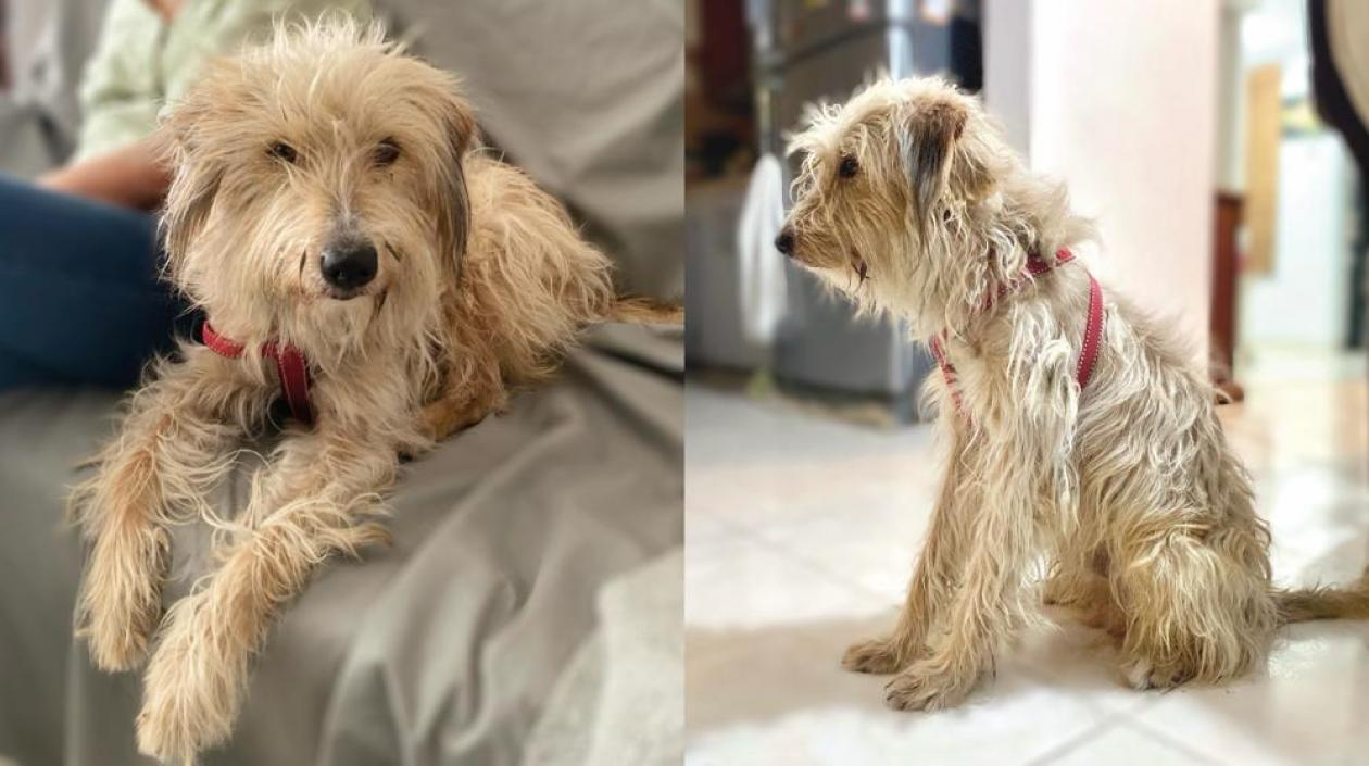 La mascota que busca sus amos.