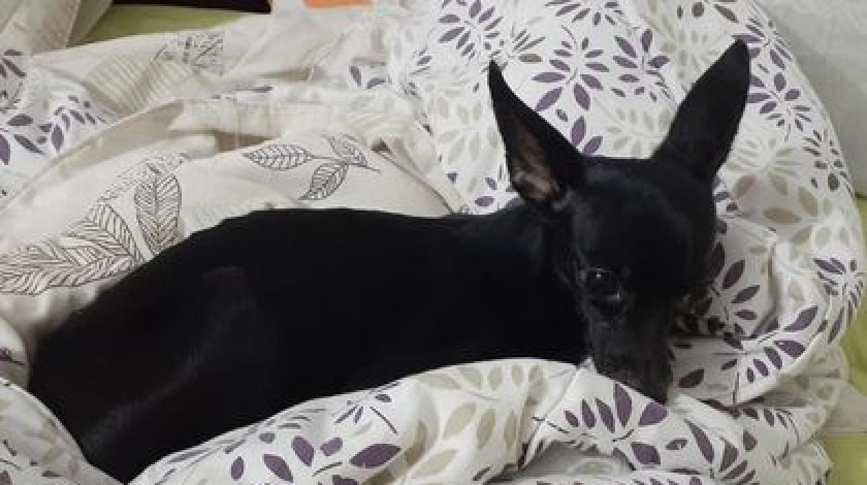 'Doki', mascota perdida. 