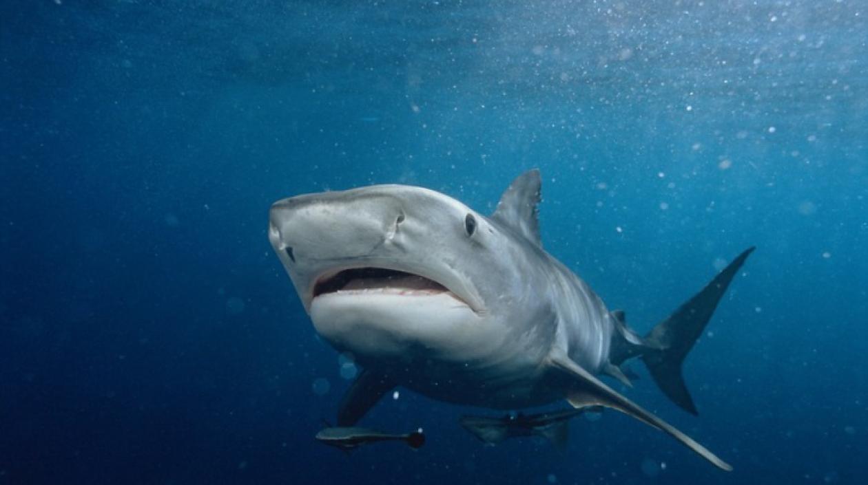 Caza vedada de tiburones en San Andrés.