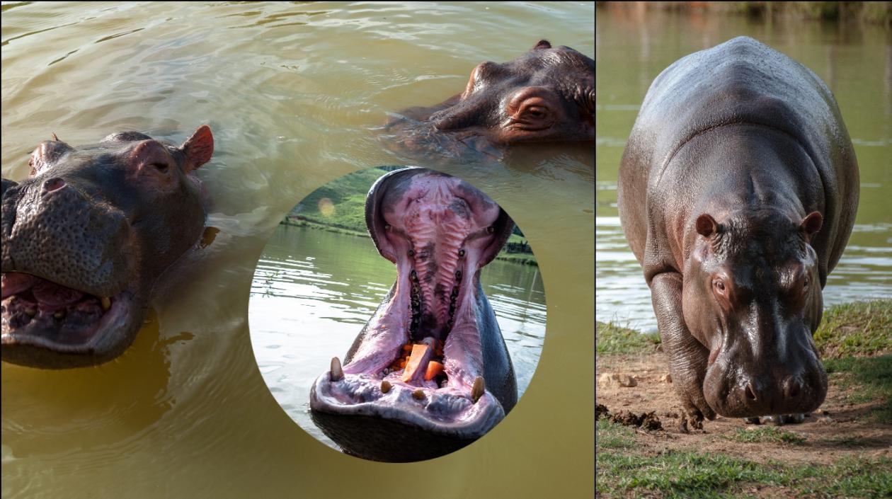 Ministerio de Ambiente ahora podrá definir las medidas de prevención, control y manejo de esta especie en el país.