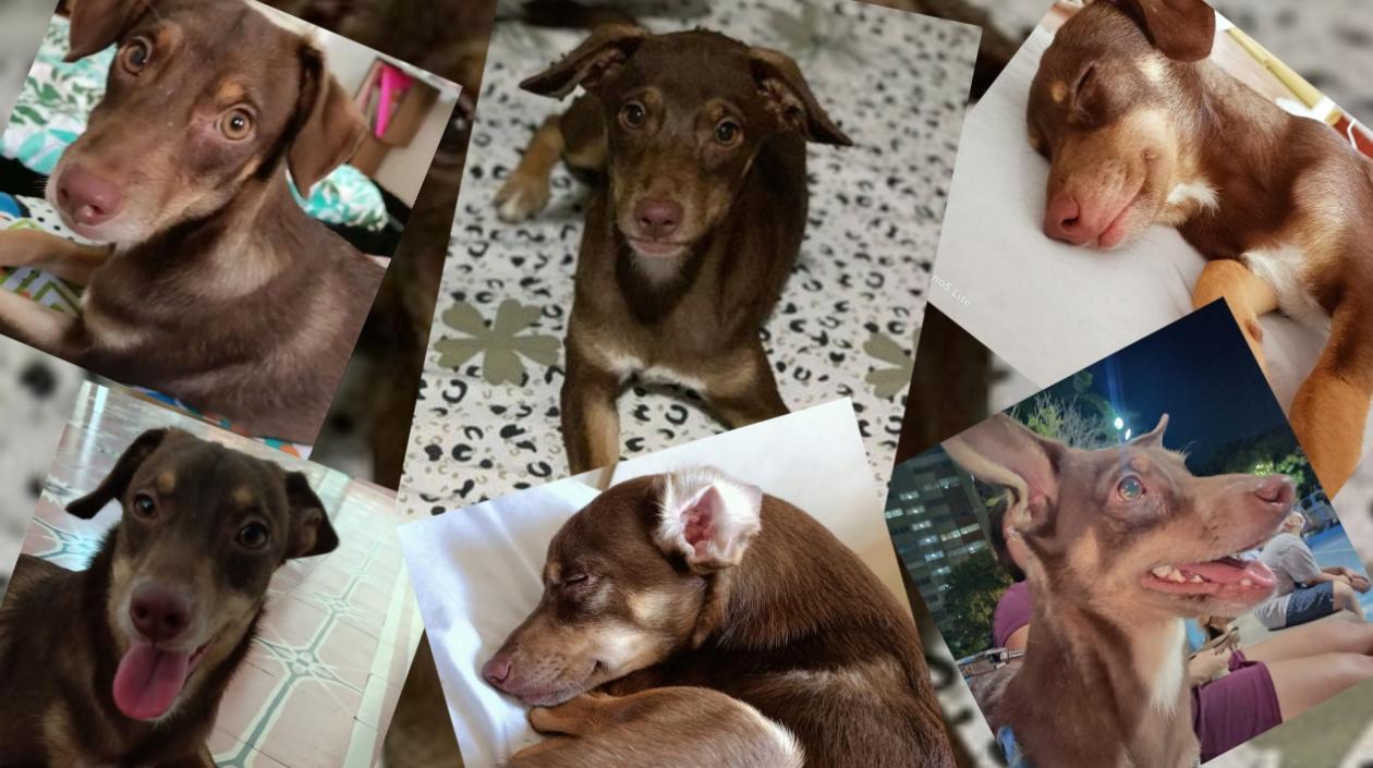 Varias fotos de Brownie, la mascota perdida en el barrio Boston que fue vista en Olaya.