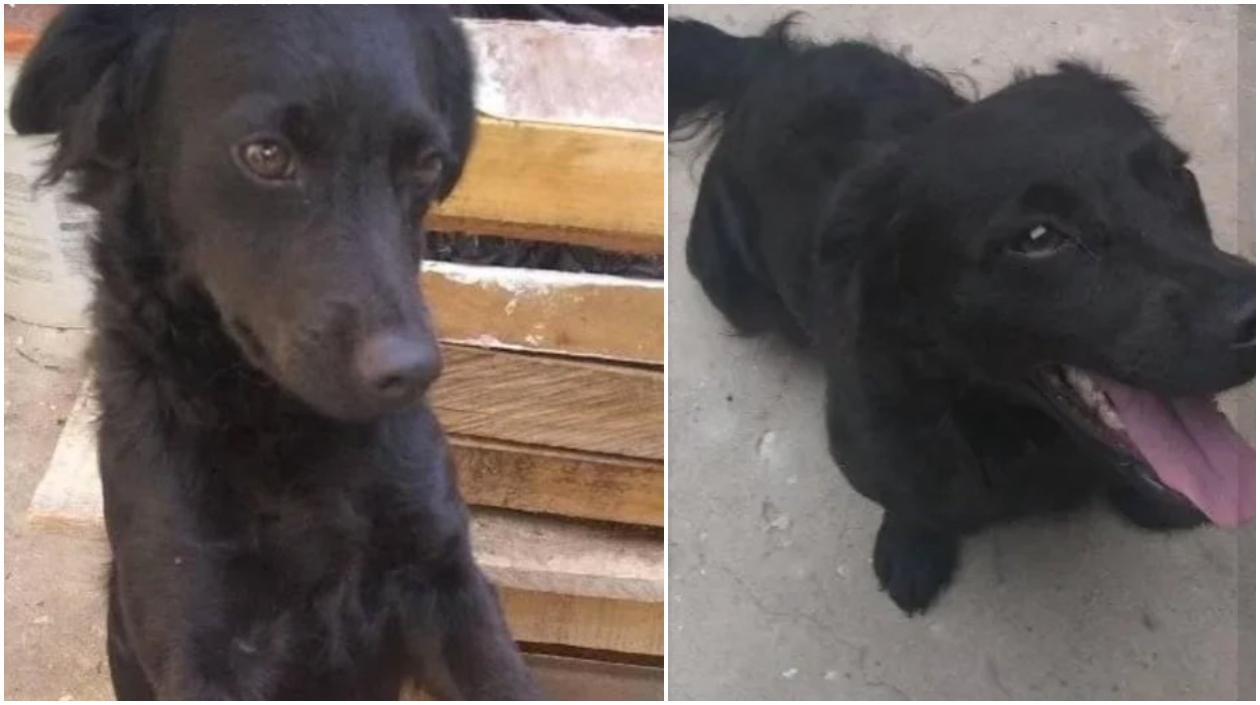 'Loli', mascota perdida. 